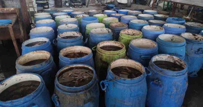 Yasadışı yollarla avlanan deniz patlıcanları denize salındı