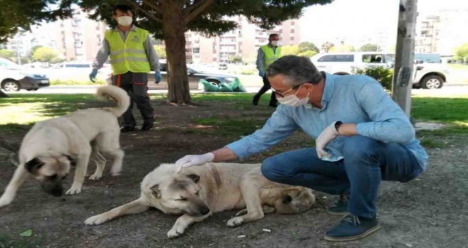 Sokağa çıkma kısıtlamalarında can dostlar unutulmuyor