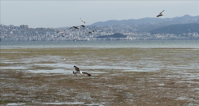 Bostanlı sahilinde yine yosun tabakası