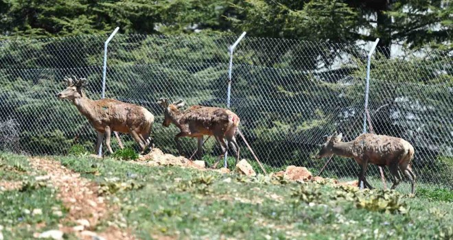 Kızıl geyiklerin yeni yuvası Spil Dağı
