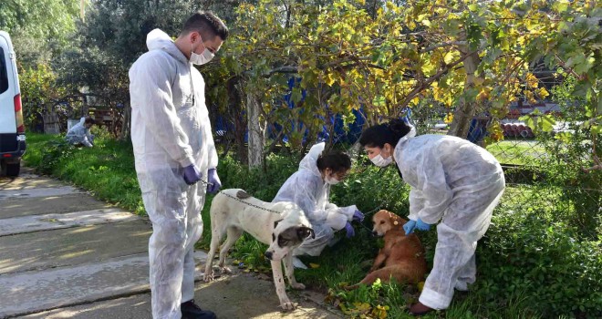 Bornova’da can dostlarına hizmette ara yok