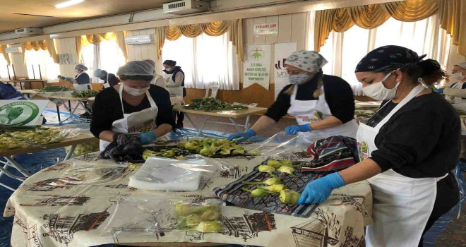 Urla Enginar Festivali bu yıl evlerde...