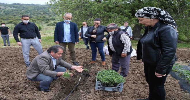 Yamanlar domatesinin dönüş yolculuğu başladı