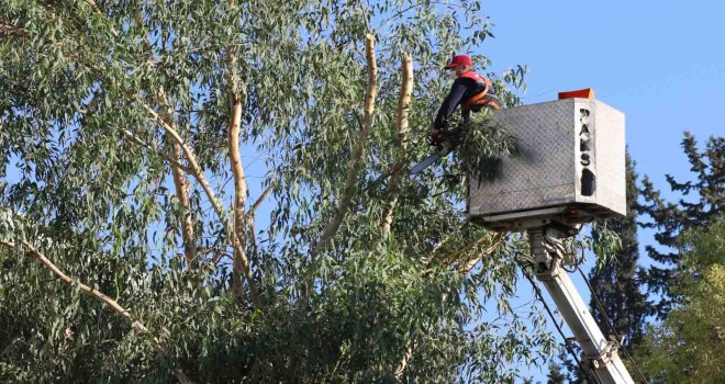 Bayraklı'da sağlıklı ağaç dönemi