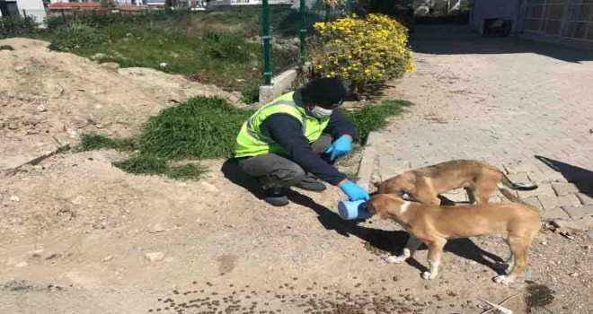 İzmir sokakta yaşayan hayvanları unutmadı