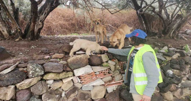 Bayraklı'da sokak hayvanları yalnız değil