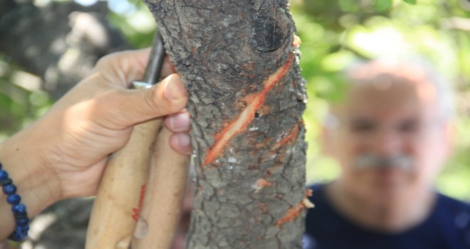 Çeşme'den sakız damlıyor