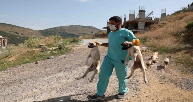 Bayraklı ve Karşıyaka'da can dostlar emin ellerde