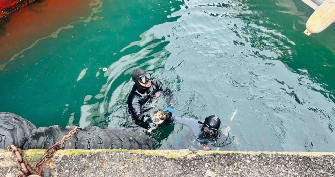Karşıyaka İskelesi'nin altına sıkışan kediyi İzmir İtfaiyesi kurtardı