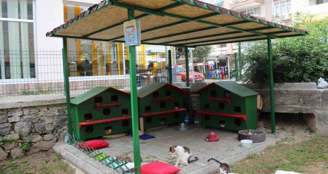 Zübeyde Hanım Parkı’nın kedileri yeni evlerine kavuştu