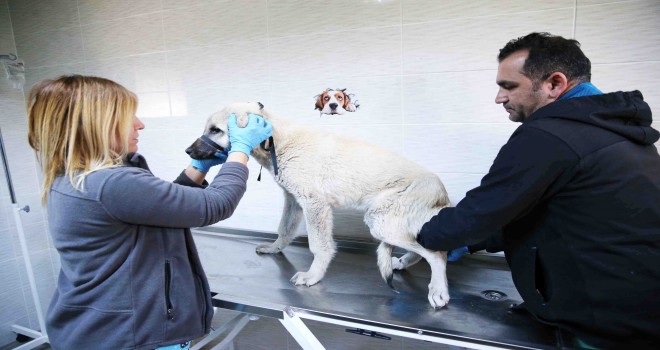 Karşıyaka ve Çiğli’den ortak kısırlaştırma hamlesi