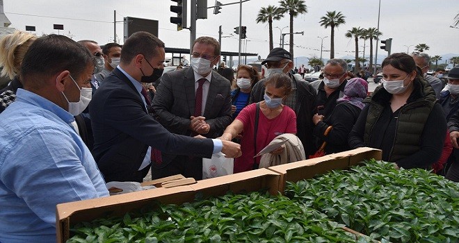 Karşıyaka'da 4 bin adet domates fidesi dağıtılacak