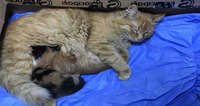 Anne kedi yavrularını doktora getirdi