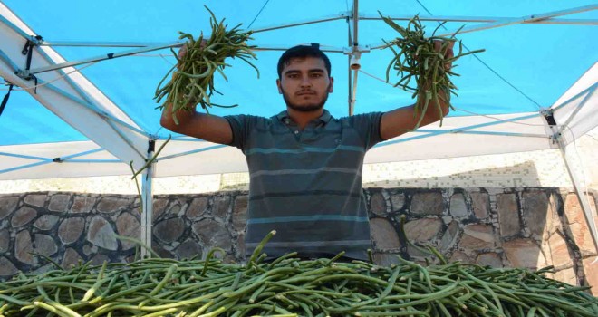 Karakızlar’da Börülce Festivali yapılacak