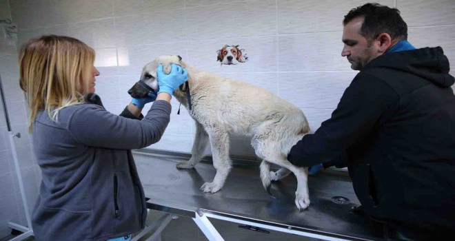 Karşıyaka'da günde 150 can dosta şifa