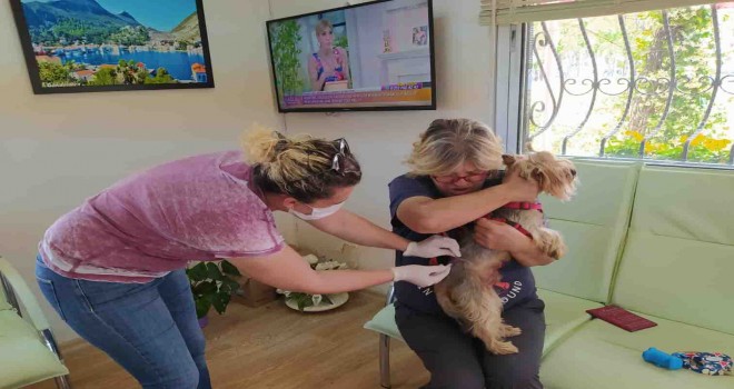 Kuduz aşılama programı uzatıldı