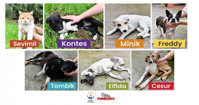 Çiğli’de sokak sakinlerine yuva aranıyor