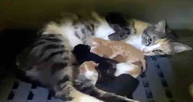 Mahsur kalan minik can dostlarını belediye ekipleri kurtardı