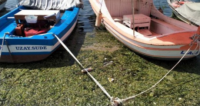 Deniz Marulu yine Karşıyaka'yı kapladı...