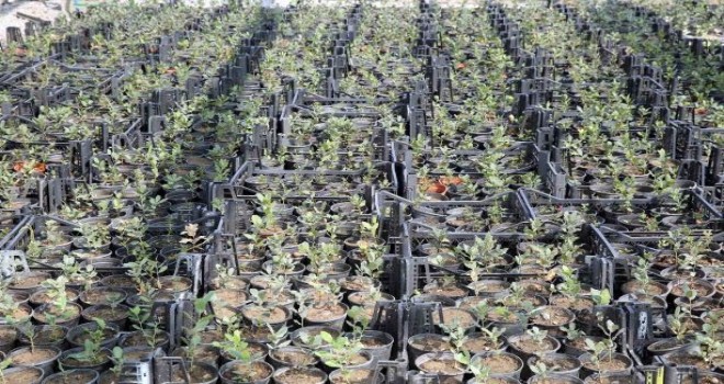 İzmir’in meşe ormanları yeniden yeşeriyor