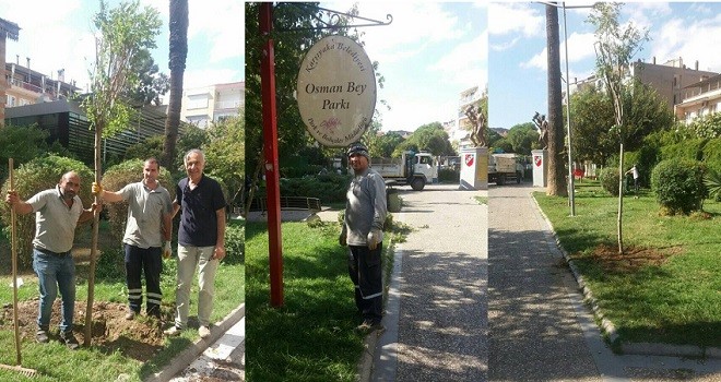 Osmanbey Parkı'na akasyalar dikildi...