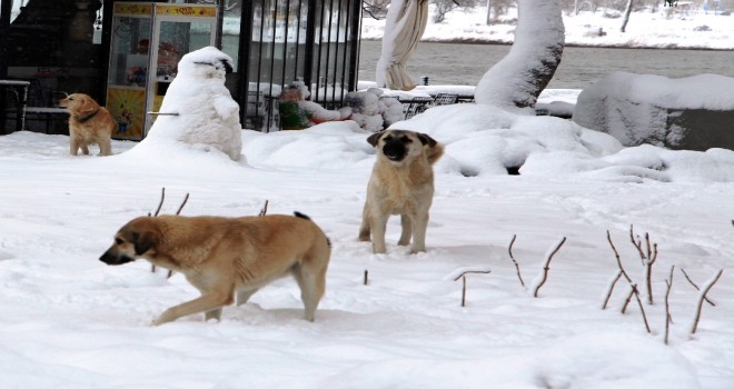 Ödemiş Belediyesi yaylalardaki sevimli dostları unutmadı