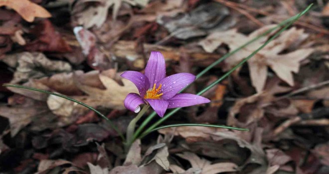 Yeni bir endemik tür: Karacaoğlan Çiğdemi