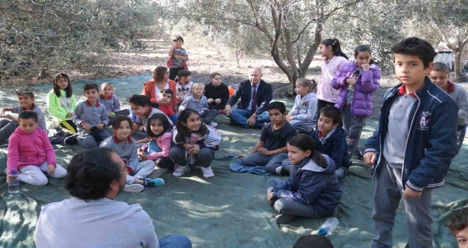 Foça'da zeytin hasadı şenlikle başladı