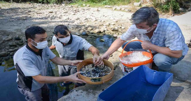 Su birikintisinde mahsur kalan balık yavruları kurtarıldı
