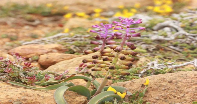 Muğla sümbülü  bilim dünyasına kazandırıldı