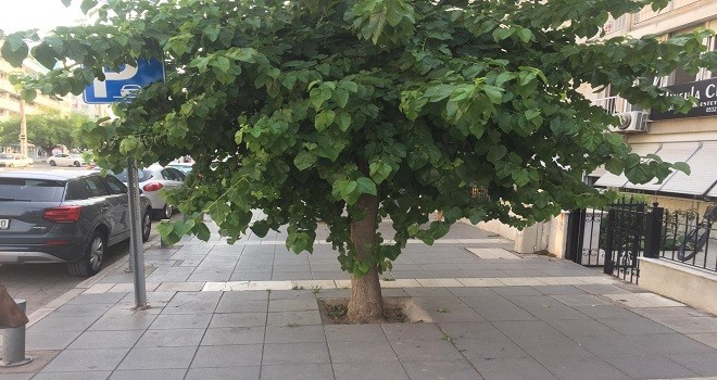 Şehitler Bulvarı'ndaki dut ağaçları yayalara geçit vermiyor