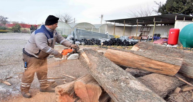 Budanan dallar ihtiyaç sahipleri için kışlık yakacak oluyor