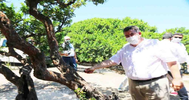 Çeşme sakız üretiminde Sakız Adası’na rakip oluyor