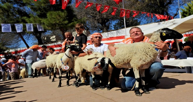 5. Ovacık Tarım ve Sakız Koyunu Festivali başlıyor