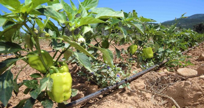 Buca’da sürdürülebilir tarım projesi devam ediyor