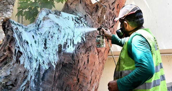 Anıt ağaçlara gençlik aşısı