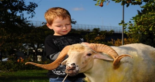 Anne babalara kurban kesim uyarısı