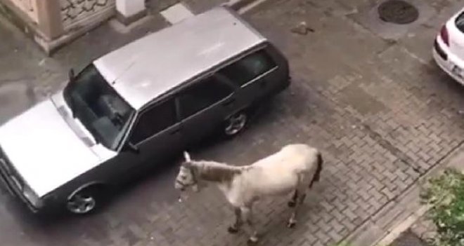 Arabanın arkasına at bağladı...