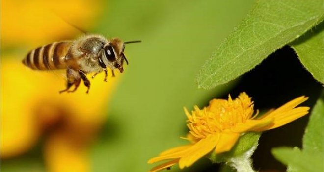 Arıda tüm hastalıklara karşı çare var