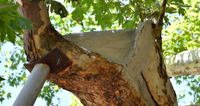 Asırlık ağaçlara ''hayat öpücüğü''