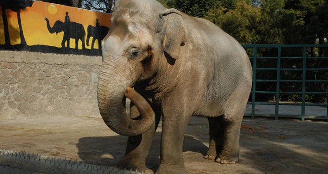Atık pet şişeler, Pak Bahadır'ı ölümsüzleştirecek