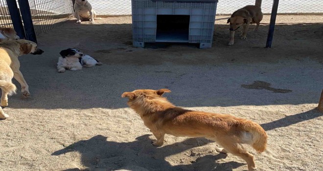 O köpekler AHBAP'a emanet