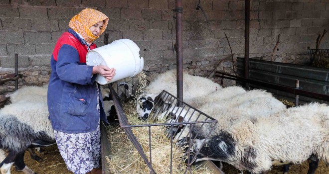 Buca Belediyesi’nden çiftçiye arpa desteği