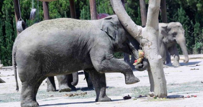 Doğal Yaşam Parkı’na pazartesi molası