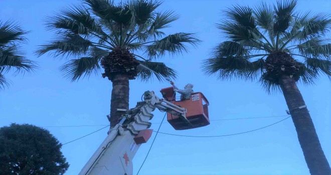 Konak’ta palmiyelere enjeksiyonlu koruma