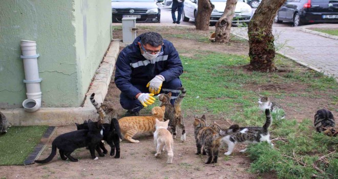 Karşıyaka'da sokak hayvanlarına yardım devam ediyor