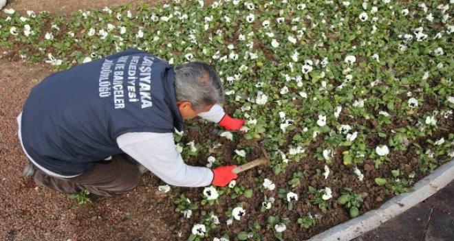 Bademler’in çiçeği Karşıyaka’da açıyor