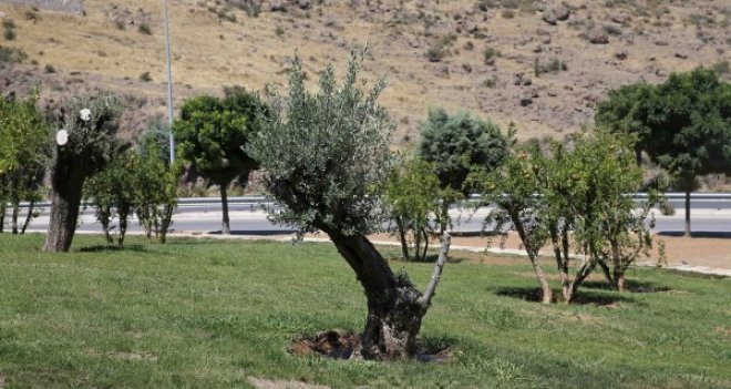 Barış ağaçları Karşıyaka’da hayat buldu