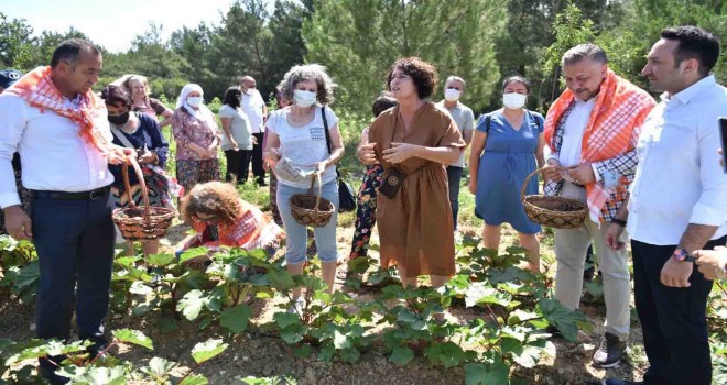 Bornova’da ilk bamya hasadı Soyer’den
