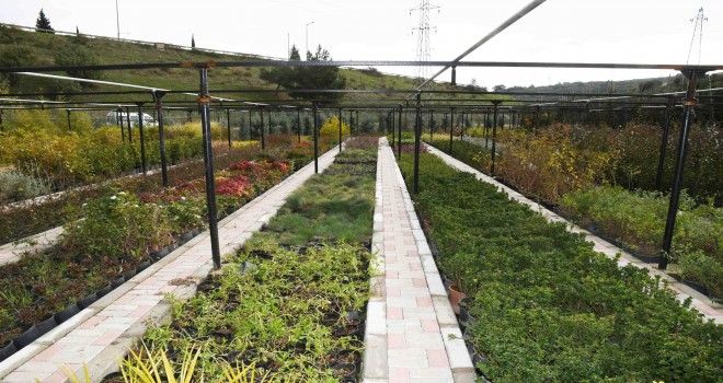 Karabağlar’ın fidanlığı yeşerdi